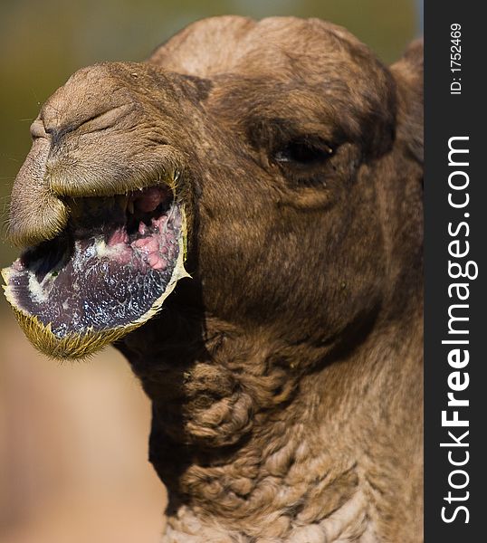 A camel chewing its food with its lip hanging down. A camel chewing its food with its lip hanging down.