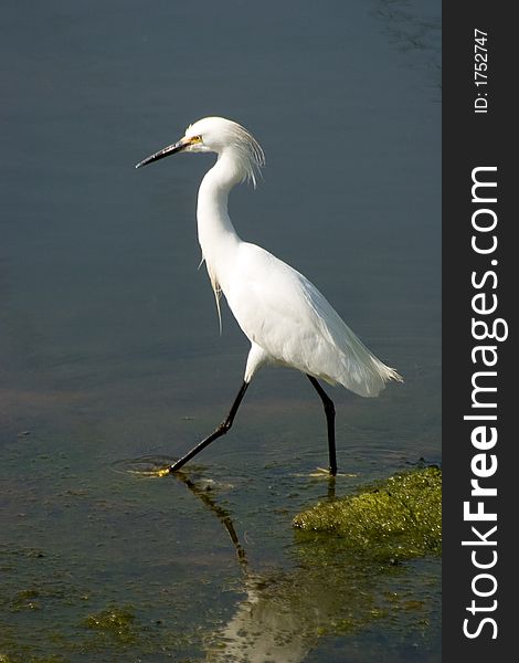 Graceful great white egret walking across smooth grey water with some reflection and sea plants showing