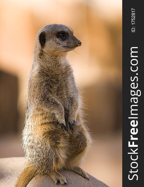 A meerkat sitting atop a rock looking into the distance.