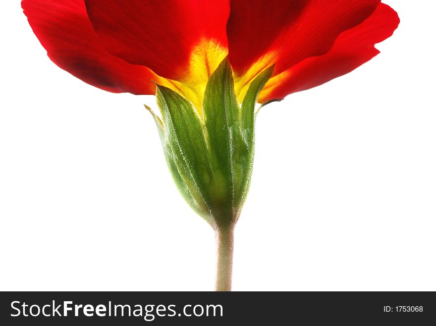 Red primula against white background. Red primula against white background