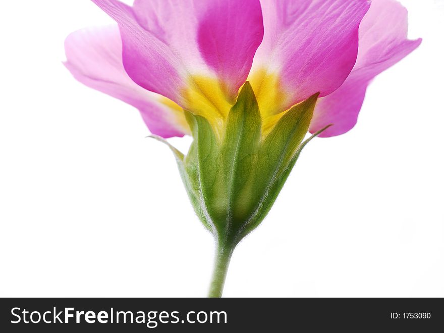 Pink primula against white background. Pink primula against white background