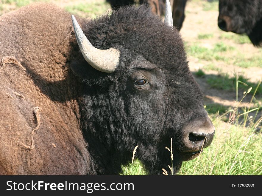 Male American bison lying in the grass.