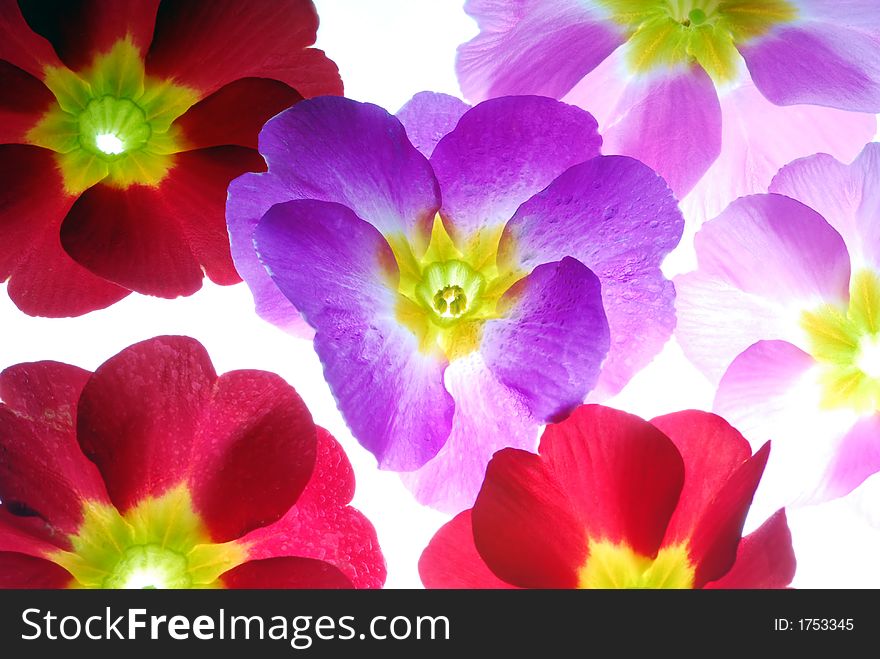 Red and pink flowers against white background