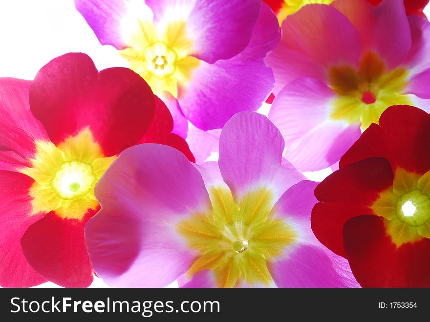 Red and pink primula against white background. Red and pink primula against white background