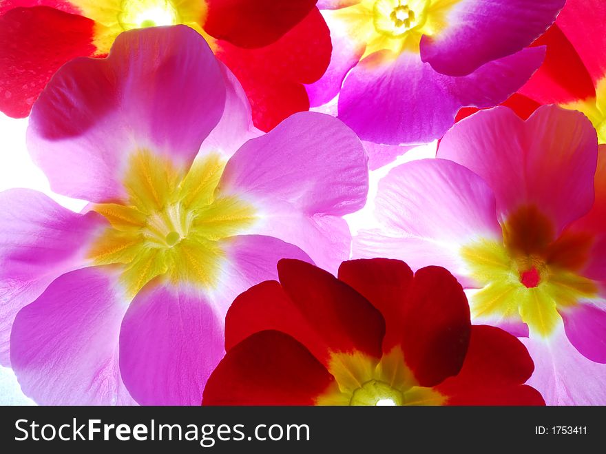 Red and pink primula against white background. Red and pink primula against white background