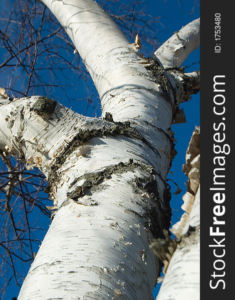 Closeup of the trunk of a very pretty birch tree. Closeup of the trunk of a very pretty birch tree.