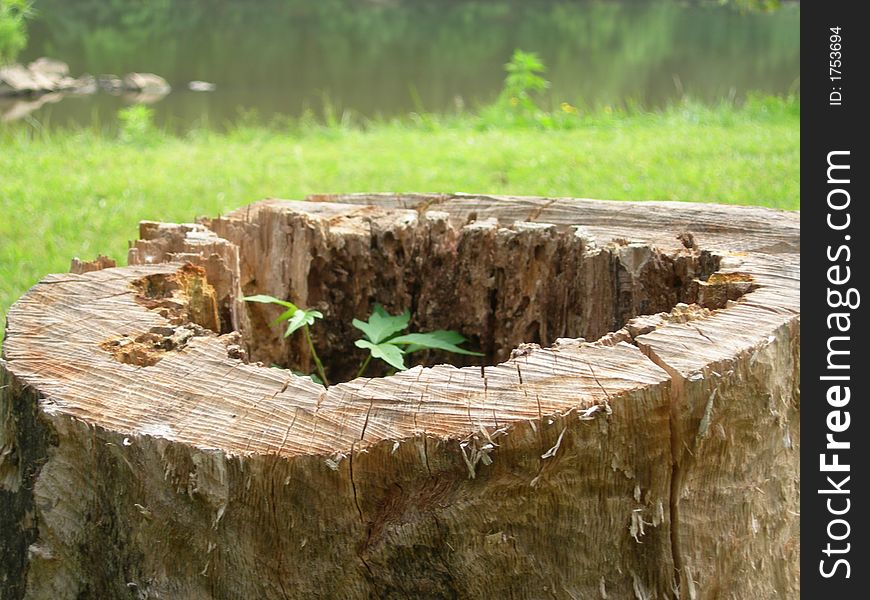 Cut off tree stump top view