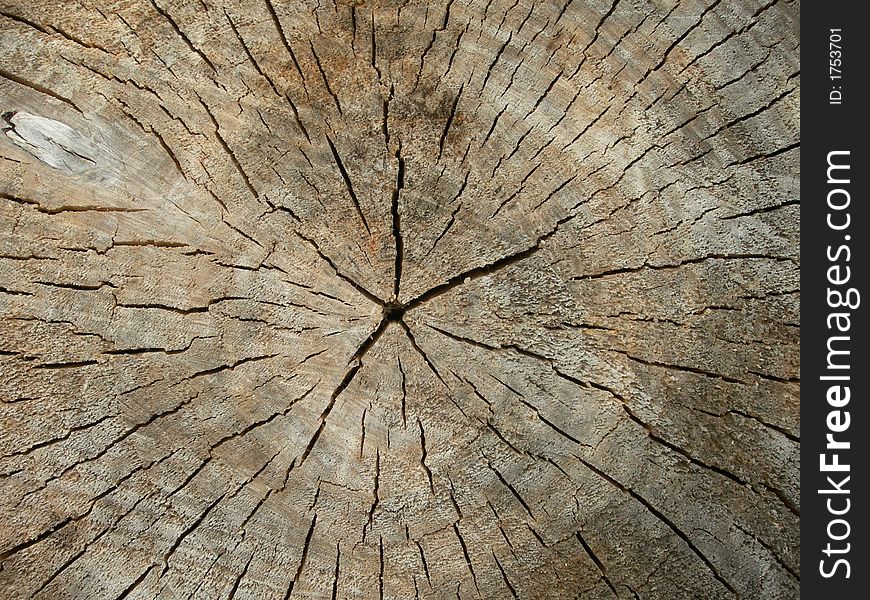 Side view of a tree trunk that was cut off. Side view of a tree trunk that was cut off