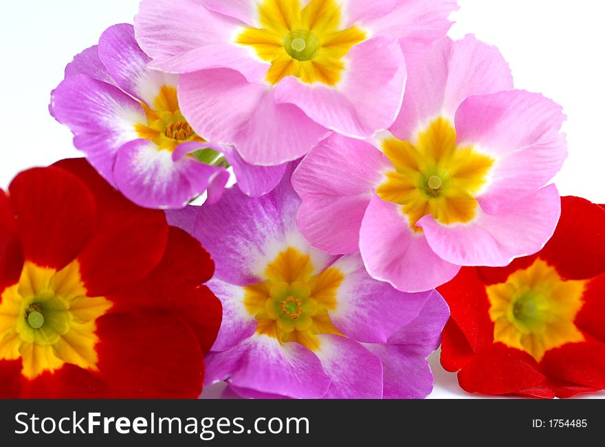 Red and pink flowers against white background