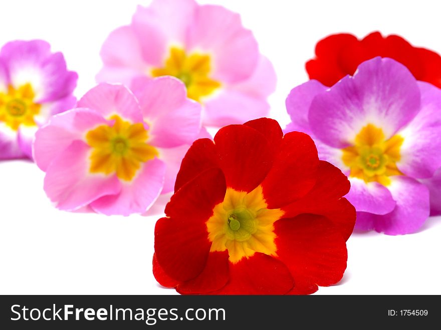 Red and pink primula on white background. Red and pink primula on white background