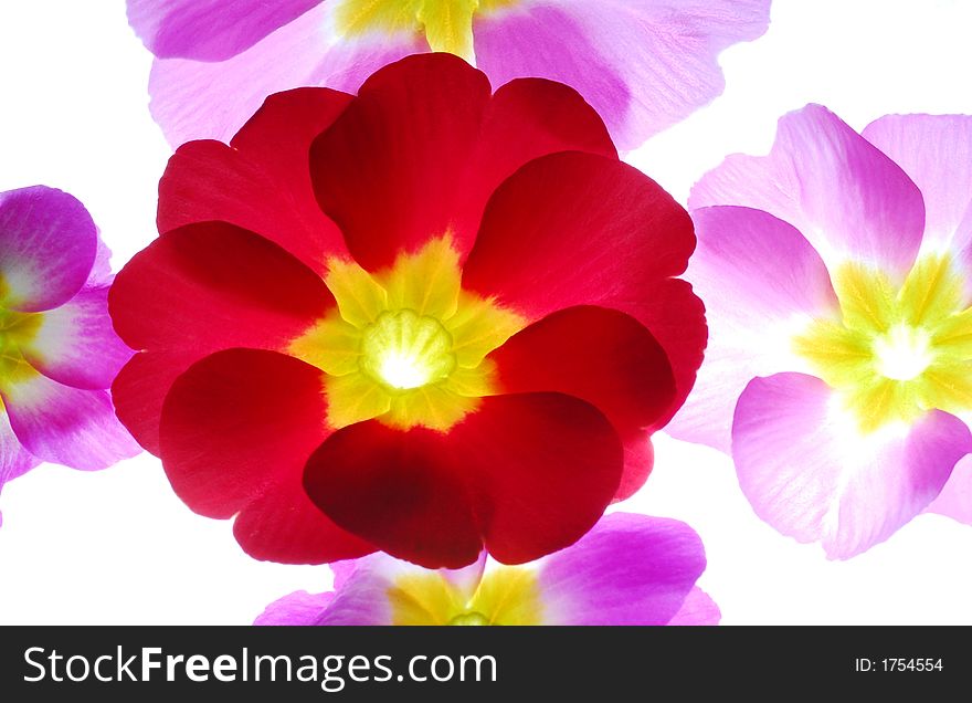 Pin and red primula against white background. Pin and red primula against white background