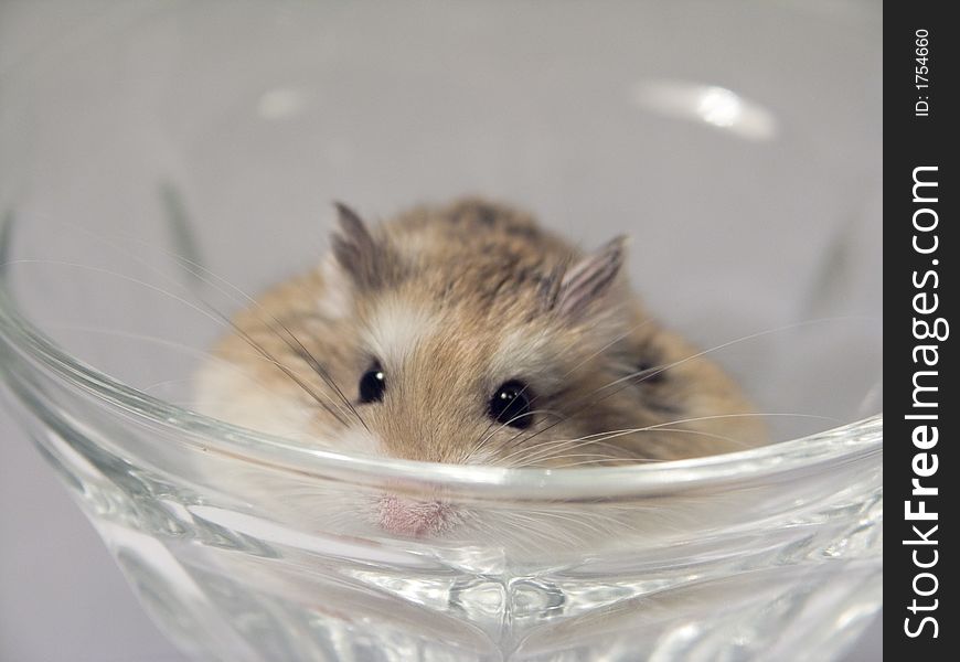 A macro of a hamster sitting in a glass cup. A macro of a hamster sitting in a glass cup