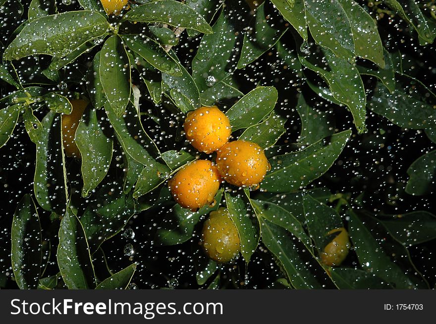 Small lemon from cina under the rain. Small lemon from cina under the rain