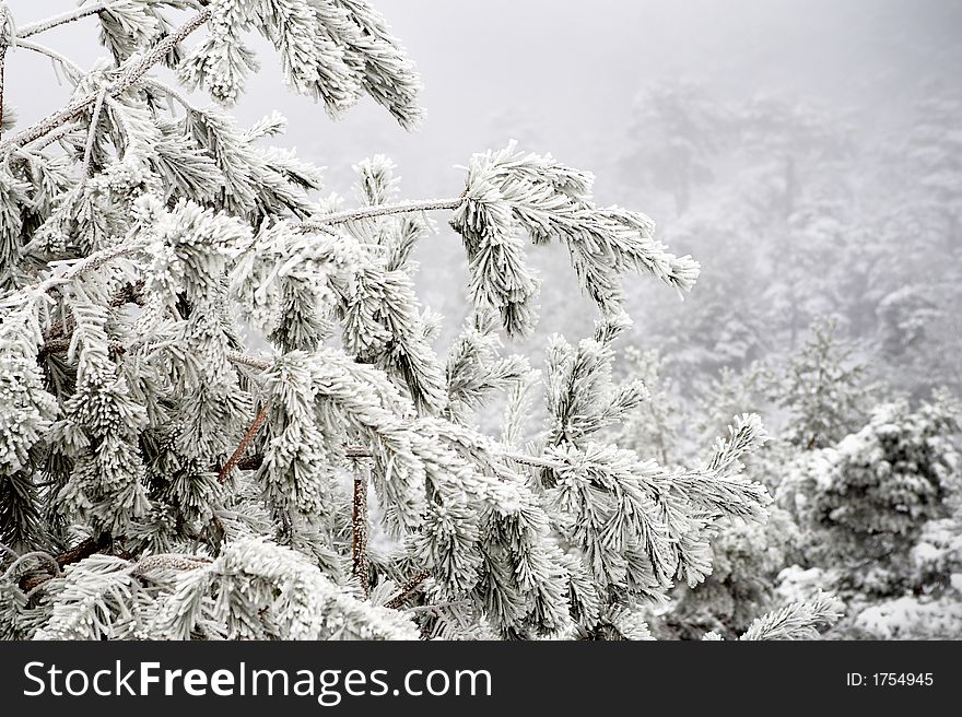 Frozen branches after a snow day. Misty background