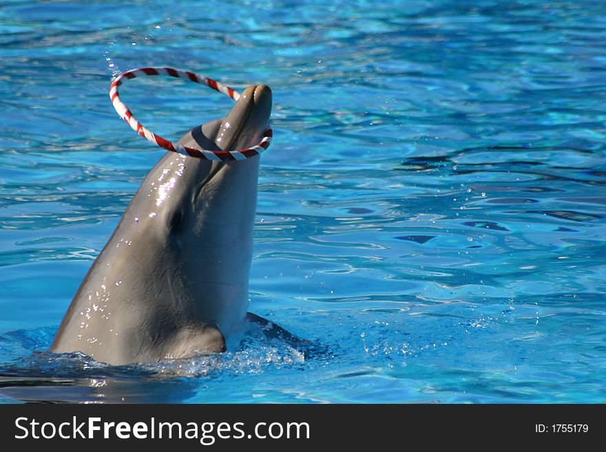 Dolphin playing with a hoop. Dolphin playing with a hoop