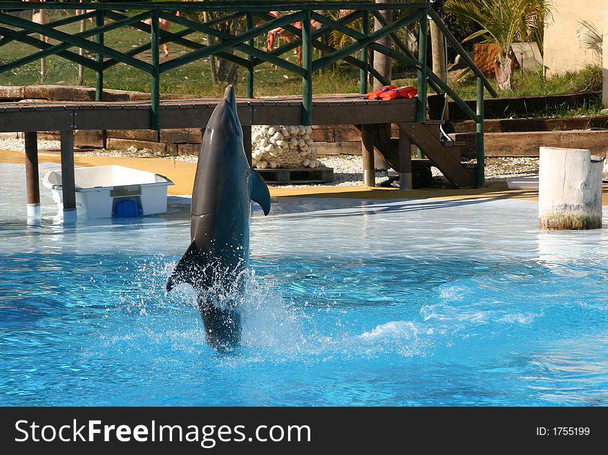 Dolphin on its tail above the water