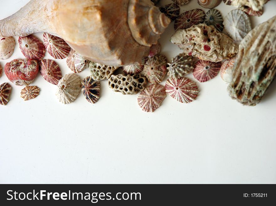 A collection of various sea shells, coral and mollusks  covering half the page leaving lots of room for text ot images. A collection of various sea shells, coral and mollusks  covering half the page leaving lots of room for text ot images