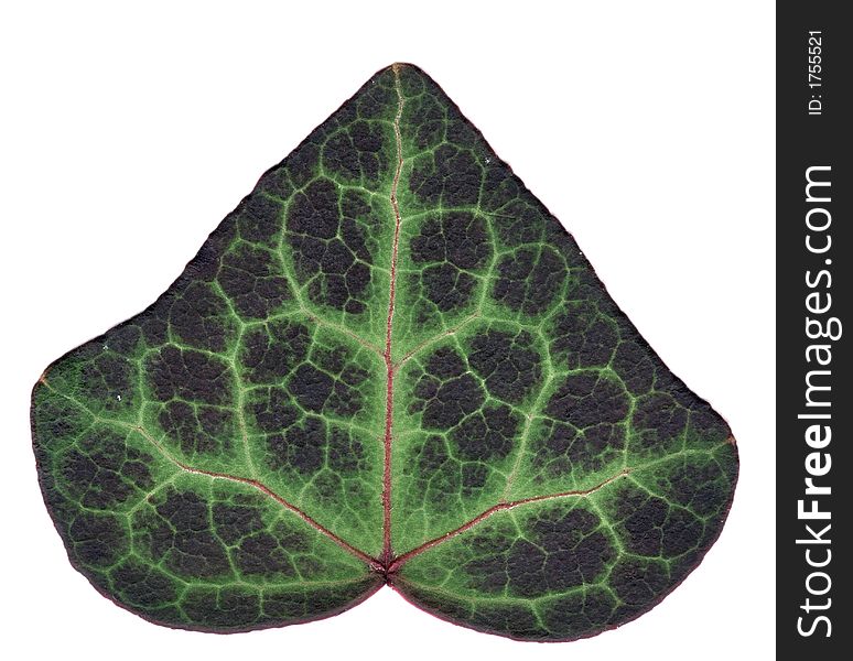 Very detailed ivy leaf and veins
