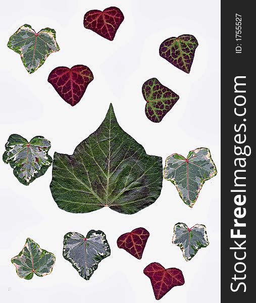 Collection of red and green ivy leafs. Collection of red and green ivy leafs