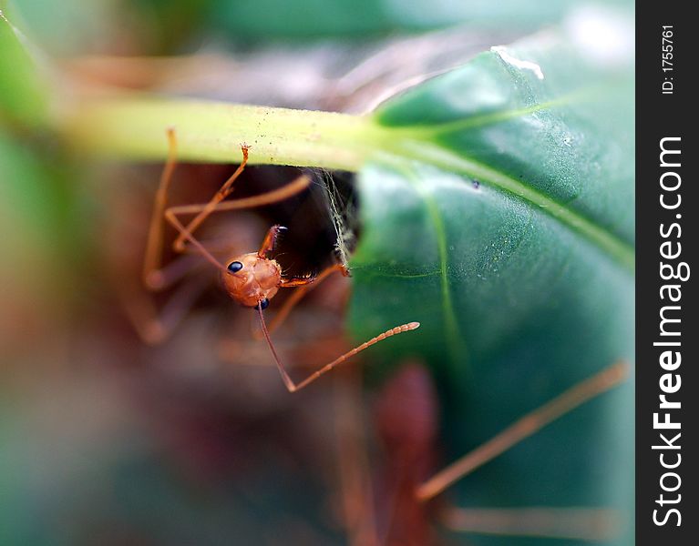 Ant guarding entrance to the nest. Ant guarding entrance to the nest