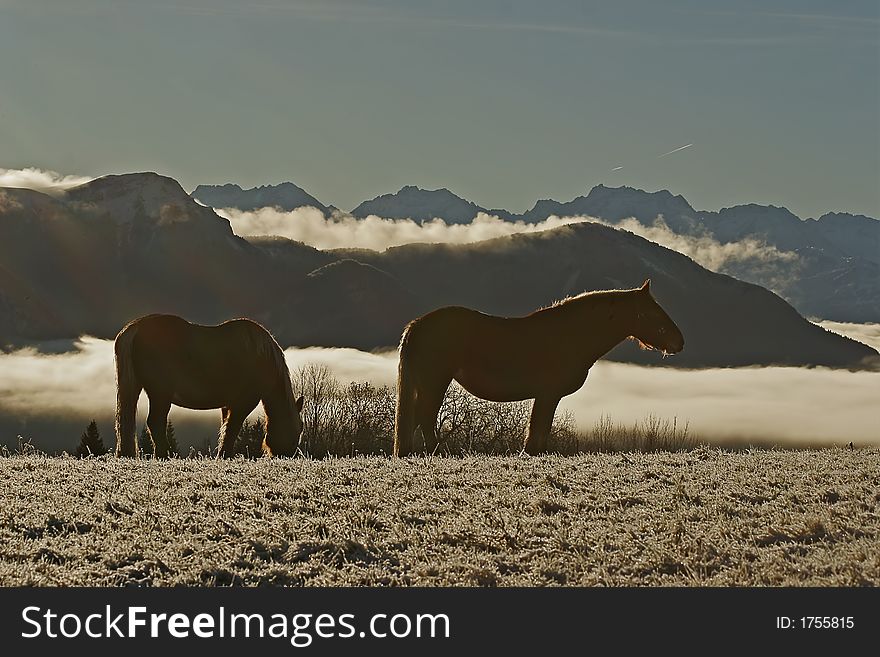 horse in snow in mountain. horse in snow in mountain