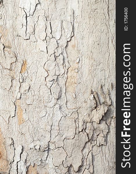 Platan bark texture