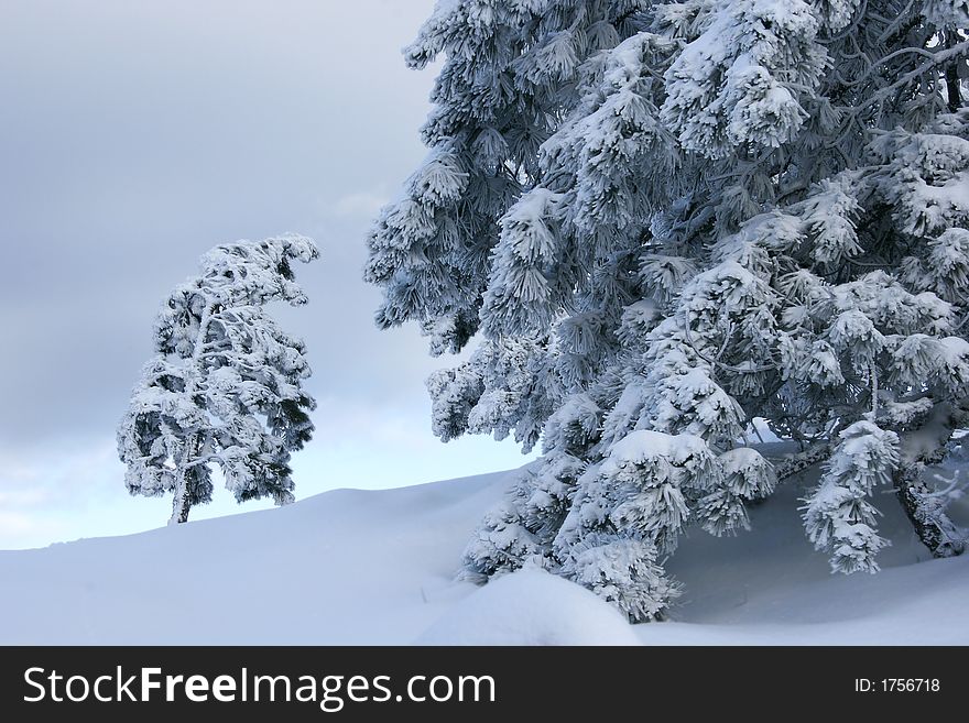 Big and small trees covered with snow