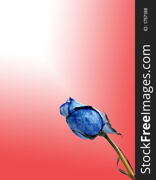Blue rose flower on red gradient backgound