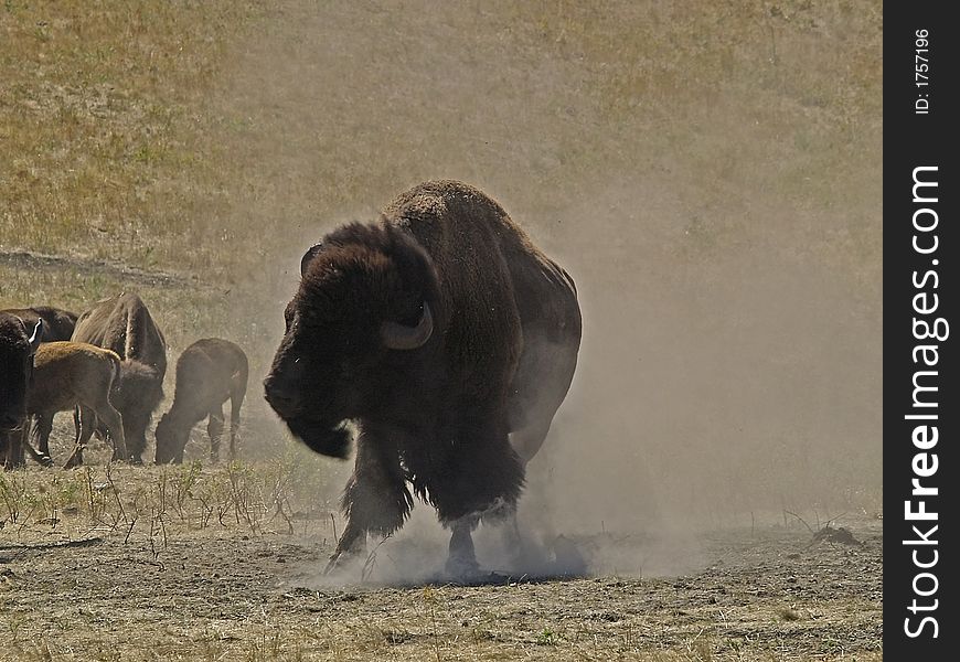 This image of the buffalo was taken just as the animal got up from dusting himself. This image of the buffalo was taken just as the animal got up from dusting himself.