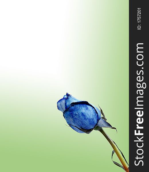 Blue rose flower on green gradient backgound