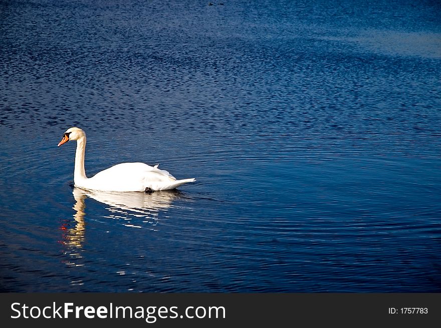 White Swan On A Blue Pond