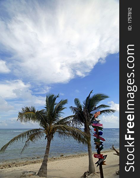 Palms trees on beach in Mexico. Palms trees on beach in Mexico