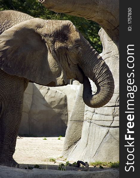 Lonely elephant in Brookfield zoo. Lonely elephant in Brookfield zoo