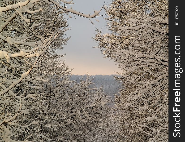 Winter landscape with snowy forest seen from branches. Winter landscape with snowy forest seen from branches