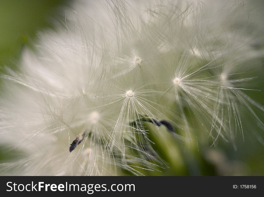 Close up of a White dandelion. Close up of a White dandelion