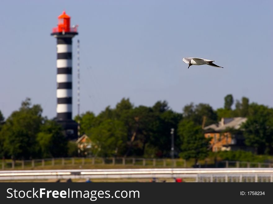 Flying Seagull and lighthouse