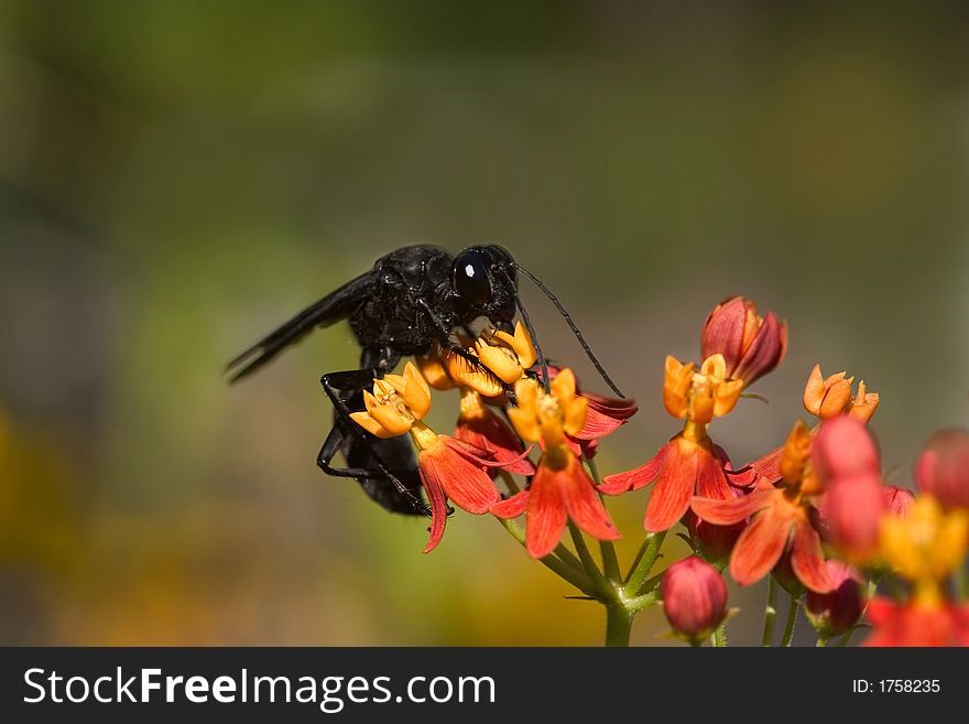 Black wasp on the flowers. Black wasp on the flowers