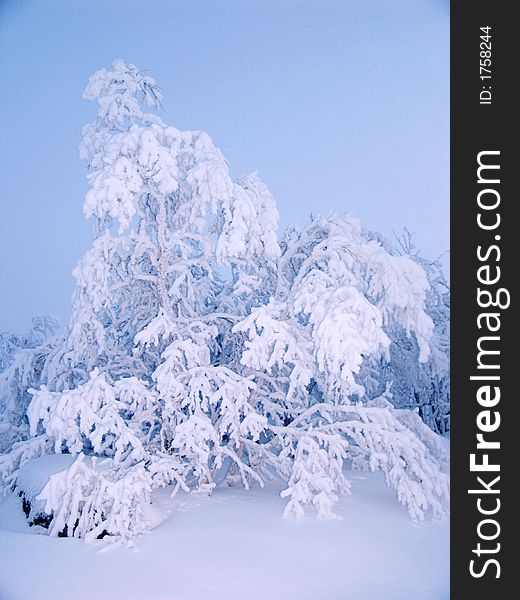 Dwarfish trees at polar night in tundra. Dwarfish trees at polar night in tundra