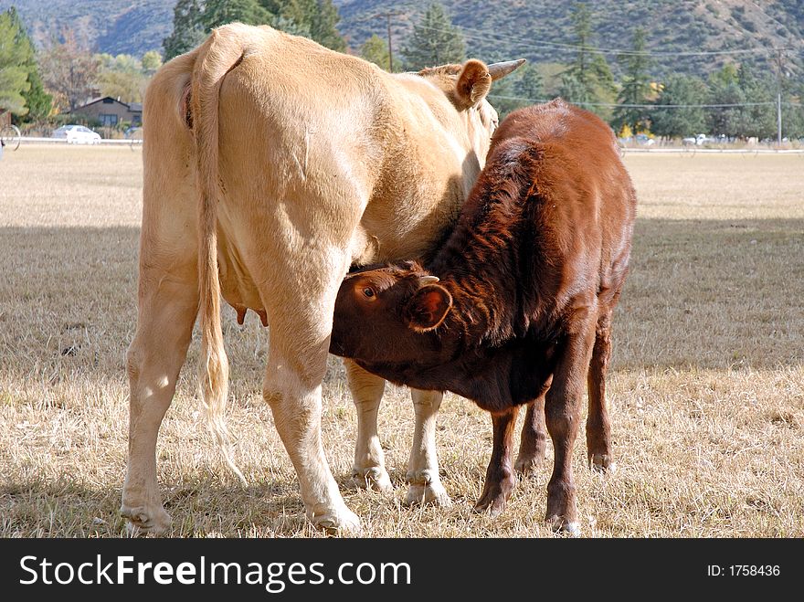 Big calf still nursing on mother cow. Big calf still nursing on mother cow