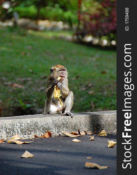 Young monkey eating banana at botanical garden