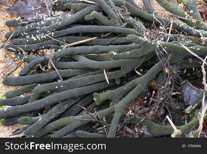 Sea plant found at Brighton beach about 10 km from the city of Melbourne, Australia.