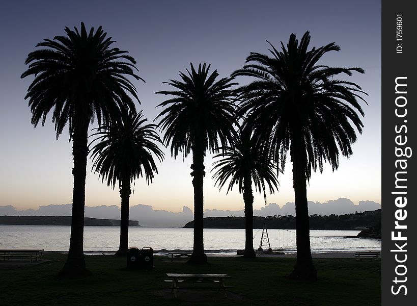 Palm Tree Silhouette In Front Of The Sydney Bay Entrance Just Before Sunrise, Australia. Palm Tree Silhouette In Front Of The Sydney Bay Entrance Just Before Sunrise, Australia