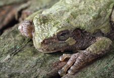 Eastern Gray Treefrog, Hyla Versicolor Royalty Free Stock Photo Eastern Gray Treefrog, Hyla Versicolor Royalty Free Stock Photo
