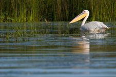 White Pelican Royalty Free Stock Image