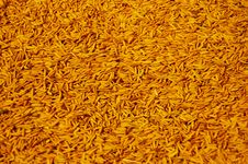 Paddy Of Indica Rice Stock Images Paddy Of Indica Rice Stock Images