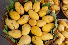 Golden Mangoes Royalty Free Stock Photography