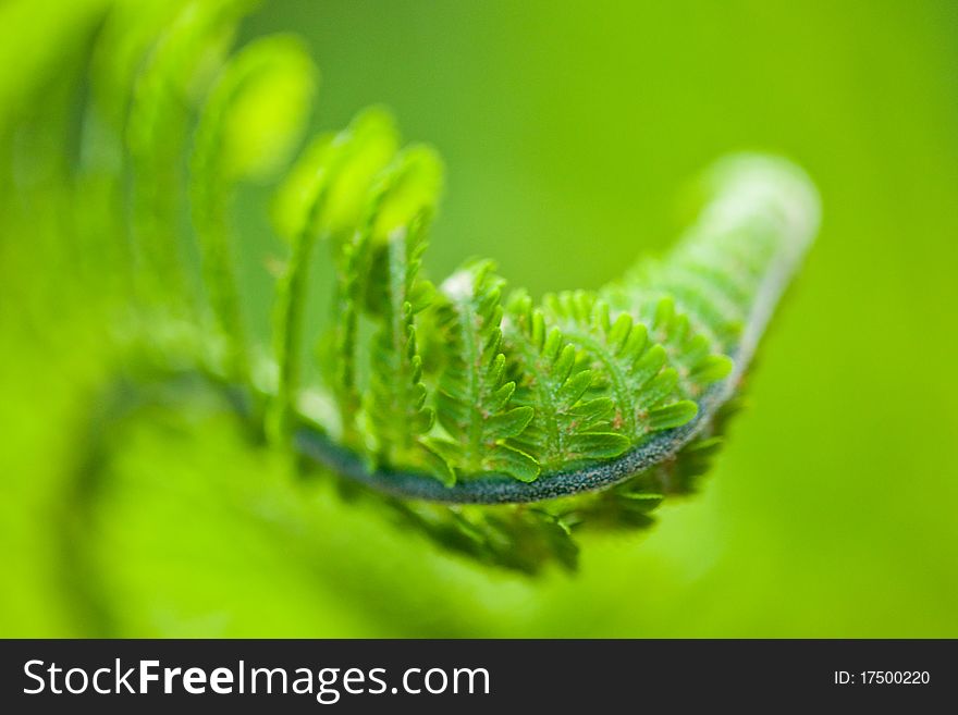Fresh green leaves of a fern in the blurry background. Fresh green leaves of a fern in the blurry background
