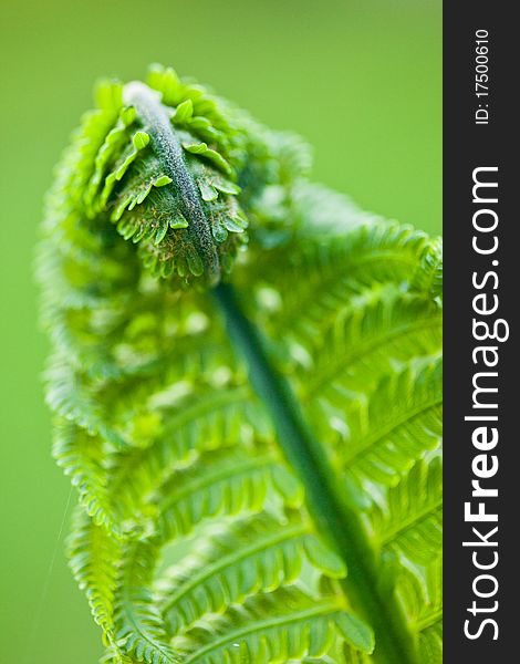 Fresh green leaves of a fern in the blurry background. Fresh green leaves of a fern in the blurry background