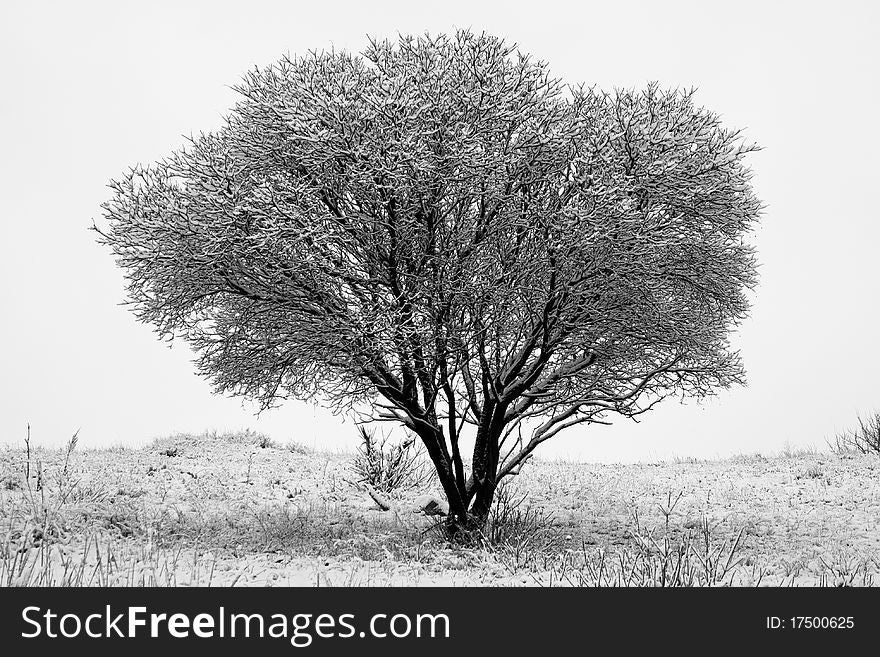 Lonely winter tree branches covered with snow