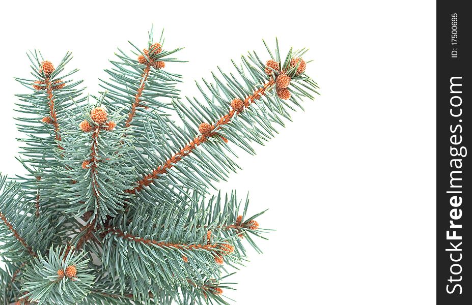 Blue spruce branch on a white background